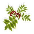 Twig rowan berry with leaves and berries vector Royalty Free Stock Photo