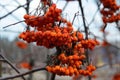 The twig of the Rowan. Orange berries.