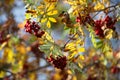 Twig of rowan tree with red ripe berries. Autumn sunny day. Royalty Free Stock Photo