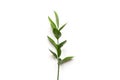 Twig of ruscus plant on white background