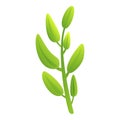 Twig sage icon cartoon vector. Leaf plant