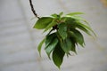 A twig of sakura tree with leaves in rain. The twig is covered with raindrops, they fall down from the leaves on the ground. Royalty Free Stock Photo