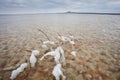 Twig in saline (salt lake) Baskunchak landscape. Royalty Free Stock Photo