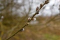 Flowering catkins on twig of a palm willow, spring season nature Royalty Free Stock Photo