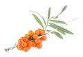 Twig of sea buckthorn berries with green leaves isolated on white background Royalty Free Stock Photo