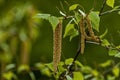 Twig with seed and leaves of a silver birch tree or Betula Alba in springtime, Sofia Royalty Free Stock Photo