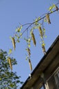 Twig with seed and leaves of a silver birch tree or Betula Alba in springtime Royalty Free Stock Photo