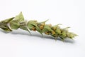 Twig of Sideritis Scardica on white background.