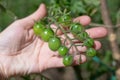 a twig with small green cherry tomatoes in a gardener& x27;s hand. Growing vegetables in the garden Royalty Free Stock Photo