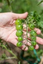 a twig with small green cherry tomatoes in a gardener's hand. Growing vegetables in the garden Royalty Free Stock Photo