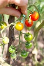 twig with small ripening cherry tomatoes, cherry variety. Growing vegetables in the garden