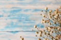 Twig Gypsophila of small white flowers close-up on a blue background. Royalty Free Stock Photo