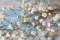 Twig Gypsophila of small white flowers close-up on a blue blurred background as the background. Royalty Free Stock Photo