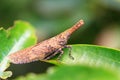 Twig snout bug