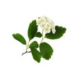 Twig of spiraea chamaedryfolia flowers and leaves