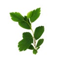 Twig of spiraea chamaedryfolia with green leaves