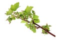 A twig of the spring April blossom garden black currant bush wi Royalty Free Stock Photo