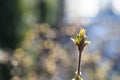 Twig with spring bud on a blurry sunny background