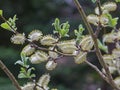 Salix caprea , Common Sallow, Goat Willow