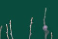 Twig sprouts. Young leaves on a branch of black currant on a green blurred background in early spring. Black currant Royalty Free Stock Photo