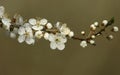 A pretty twig of Blackthorn Blossom Prunus spinosa . Royalty Free Stock Photo