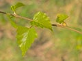 Youn green birch leafs in spring