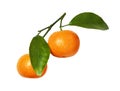 Twig with tangerines and green leaves isolated