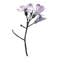 Twig with three purple flowers