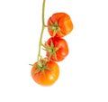 Twig with three red ripe tomatoes on a white background, isolate. Natural vegetables grown in the garden