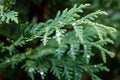 Twig of thuja after rain