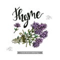 Twig of thyme with leaves and flowers and lettering Thyme.