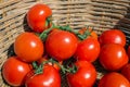 Twig with tomatoes in a wicker basket. Harvest. Royalty Free Stock Photo