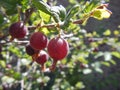 Twig of a tree with red ripe European Gooseberry under the sunlight