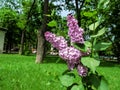 A twig of two-colored Syringa vulgaris `Sensation` in the background of the park Royalty Free Stock Photo