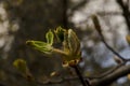 Twig with unopened flower bud and young hairy green leaves of the tree horse chestnut in spring Royalty Free Stock Photo