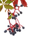 Twig of Virginia creeper (Parthenocissus quinquefolia) with berries Royalty Free Stock Photo