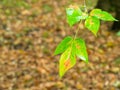 Wet leaves of maple ash tree in autumn rain Royalty Free Stock Photo