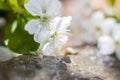 A twig with white flowers on a background of stones. Cherry tree flowers. Macro photography of flower buds. Selective focus Royalty Free Stock Photo