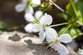 A twig with white flowers on a background of stones. Cherry tree flowers. Macro photography of flower buds. Selective focus Royalty Free Stock Photo