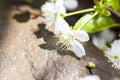 A twig with white flowers on a background of stones. Cherry tree flowers. Macro photography of flower buds. Selective focus Royalty Free Stock Photo