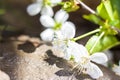 A twig with white flowers on a background of stones. Cherry tree flowers. Macro photography of flower buds. Selective focus Royalty Free Stock Photo