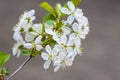 A twig with white flowers. Cherry tree flowers. Macro photography of colors. Selective focus