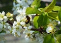 Twig with white cherry flowers in the garden. A hornet on the flower.