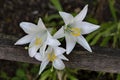 Twig with white flowers of Madonna Lily or Lilium candidum