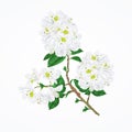 Twig white rhododendron mountain shrub vintage vector