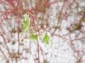 twig with white snowberries and curved green leaves