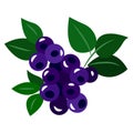 Twig of wild blue forest berries. Sweet fresh summer berry. Flat illustration of a plant