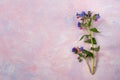 Twig of wild forested lungwort on colorful trendy painted pink-lilac textured background.