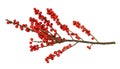 Twig of Winterberry Holly Ilex verticillata with red berries