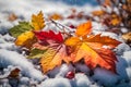 Twig with yellow colorful autumn leaves on the snow. First snow and frost Royalty Free Stock Photo